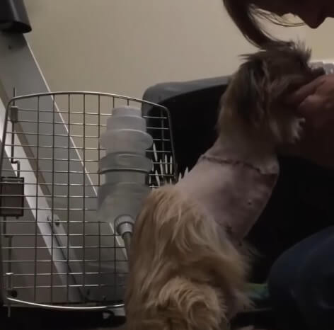 Noel in the vet hospital