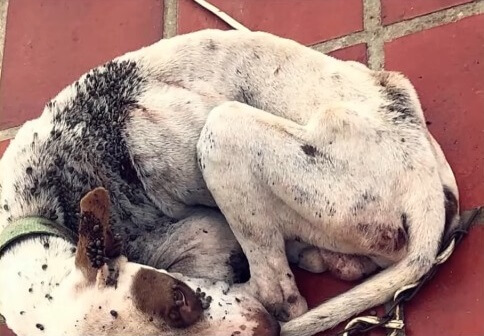 Valentino's condition when he was found