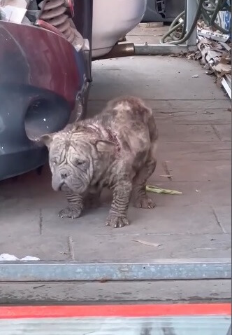 Zuul's condition initially