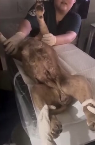 Bodam at the vet hospital