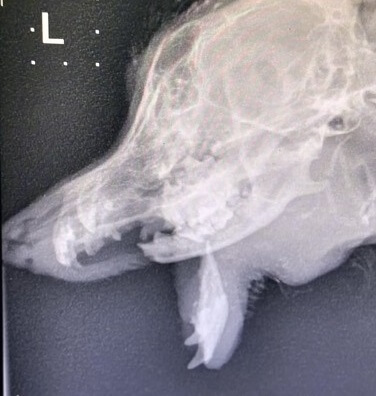 Buddy's lower jaw was hanging unnaturally