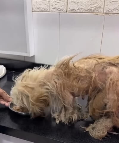 Chelsea in the vet clinic