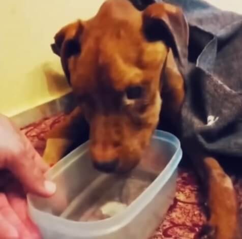 Dibo on controlled feeding