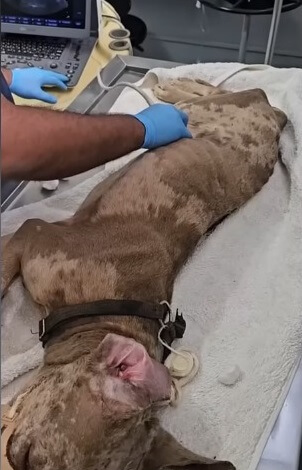 Ferrero in the vet hospital