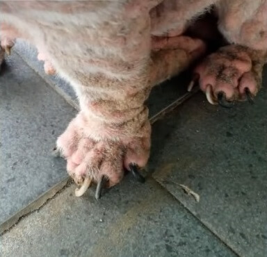 His toe nails were never trimmed