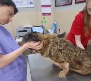 Julia at the vet clinic