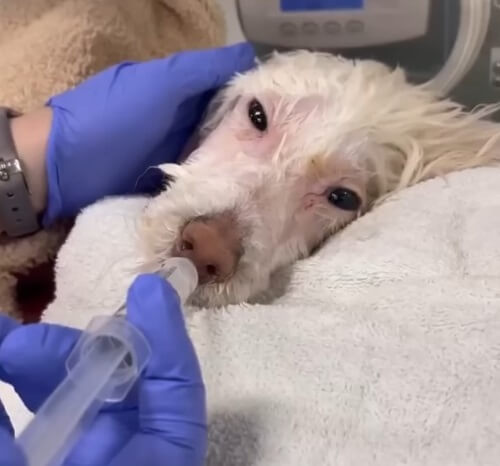 Junie in the emergency room