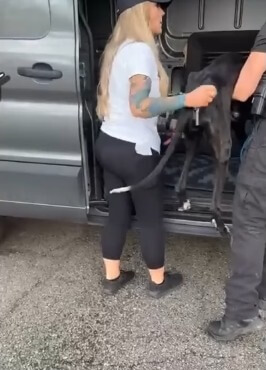 Lola getting inside the car