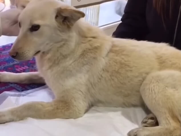 Lunka at the vet hospital