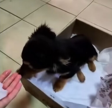 Lyalya at the local vet