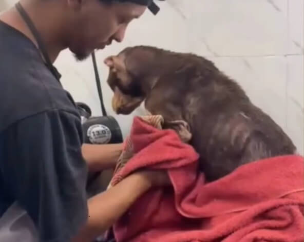 Meg Pitty in the vet clinic