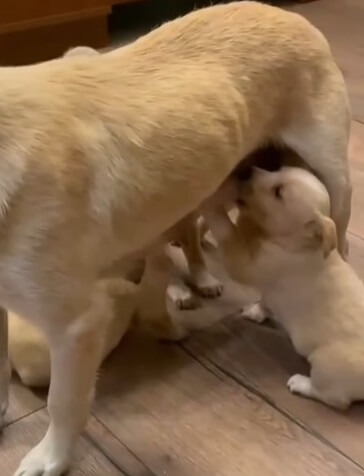 Mother dog and her puppies in safety