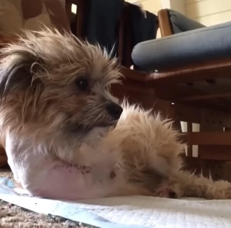 Noel recovering in her new home