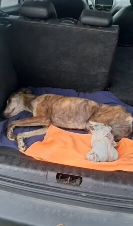 Norita going to the vet hospital