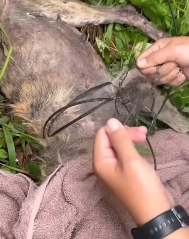 Rescuers detangling her