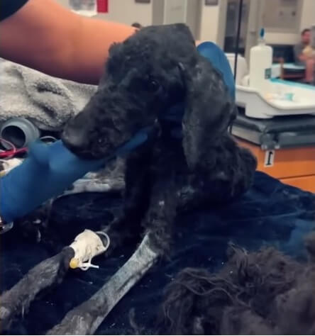 Rescuers stabilizing her