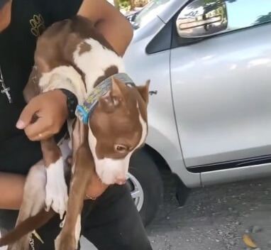 Rescuers taking Pablo to the vet hospital