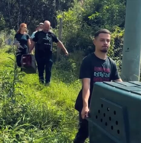 Rescuers taking all the 7 dogs to the vet hospital