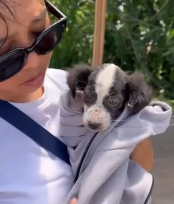 Rescuers taking her to the vet clinic