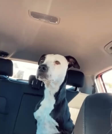 Rescuers took Joey home