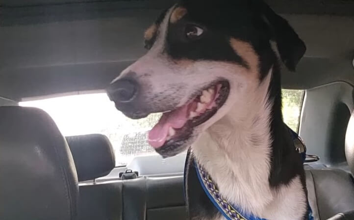 Rescuers took him to the temporary house