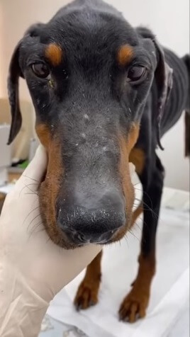Rodolfo in the vet clinic