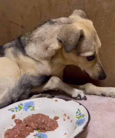 She was not even eating food offered by the rescuers