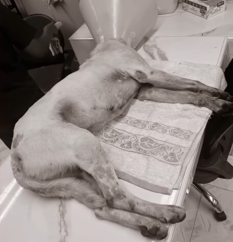 Snow at the vet clinic