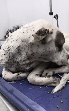 Valentino at the vet clinic