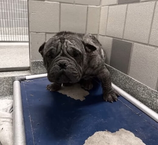 Zuul in the vet clinic