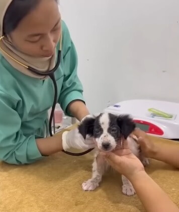 At the vet clinic getting her treatment