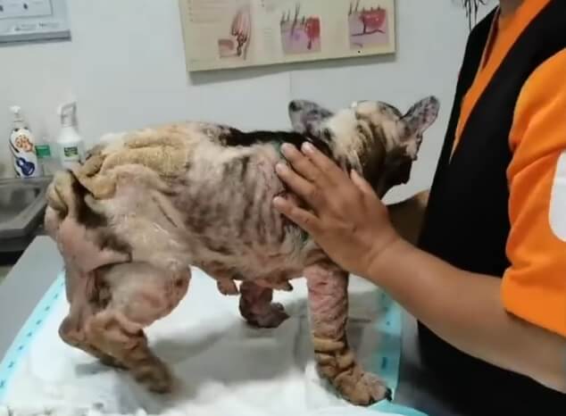 Bama recovering in the vet clinic