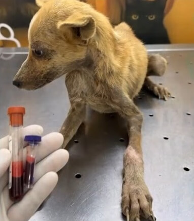 Buenas getting her treatment done