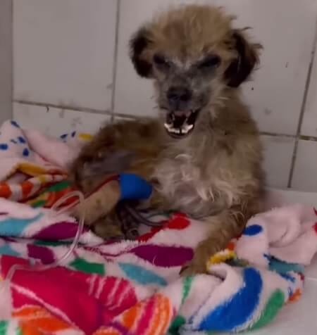 Cher in the vet hospital