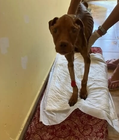 Dibo started gaining weight