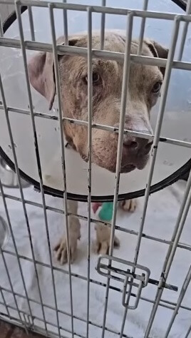 Ferrero after successful surgery