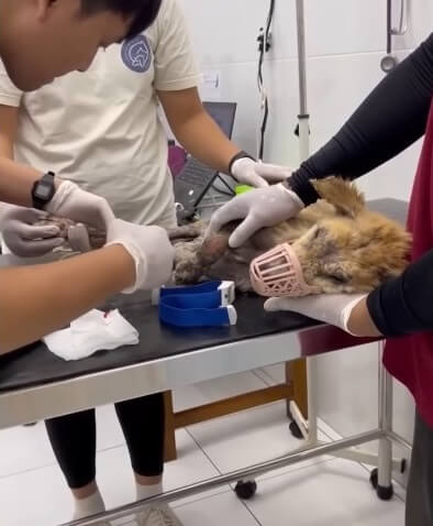 Getting her treatment done