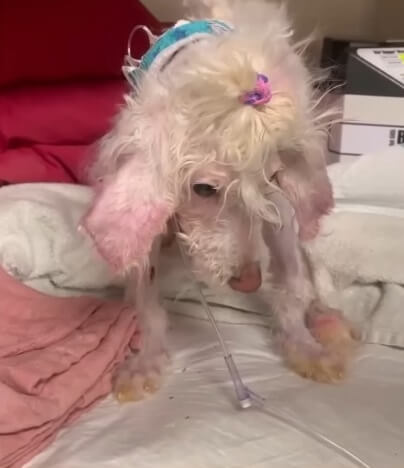 Junie getting better