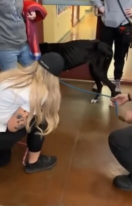 Lola at the vet clinic