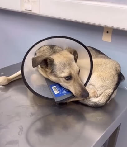 Lola in the vet clinic