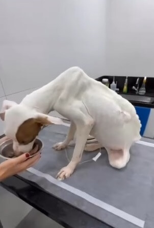 Lolo after treatment