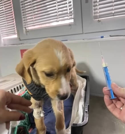 Mia getting her treatment done