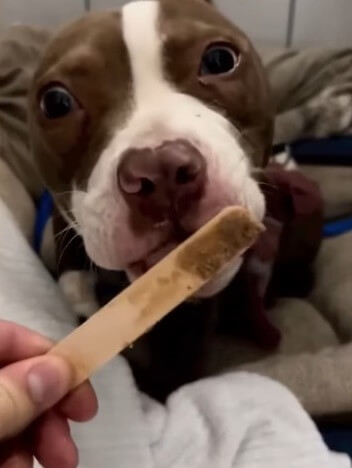 Mika eating and healing