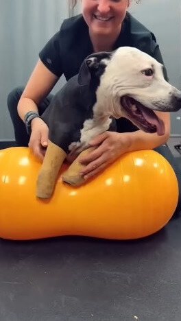 Next day to the vet clinic