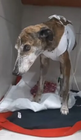 Norita after her surgery