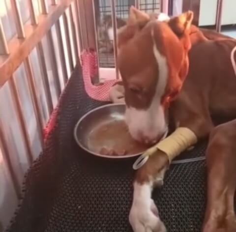 Pablo in the vet hospital