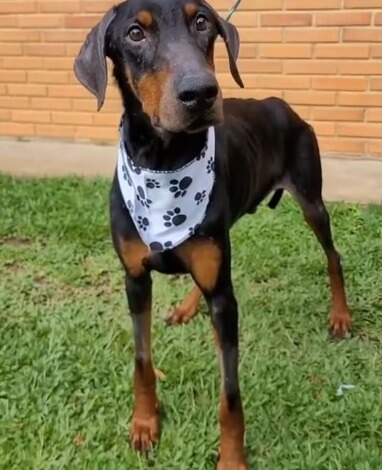 Rodolfo gaining weight