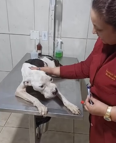 Rony at the vet clinic