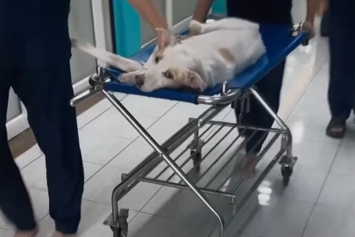 Snow before hospitalization