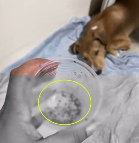 This many ticks Laryssa removed after 2 hours of work